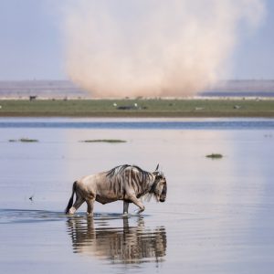 220908-wildebeest-and-dust-storm-in-amboseli