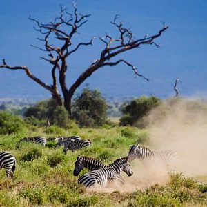 5days-amboseli-tsavo-west-taita-hills-sanctuary-mombasa