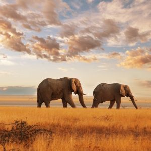 Elephant  in savannah