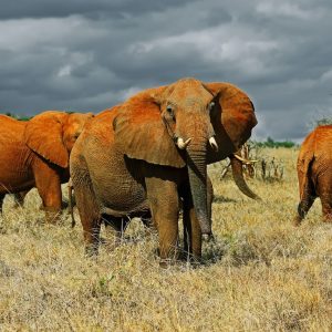 Best-Time-to-visit-Tsavo-National-Park