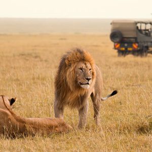 African lion couple and safari jeep in the Masai Mara in Kenya.
