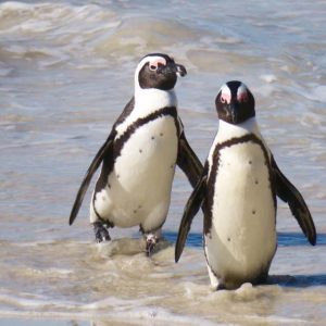 Pinguini sud africa