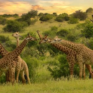 Giraffes in Tsavo East, Tsavo West and Amboseli National Park in Kenya