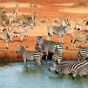 Tsavo-national-park-animals