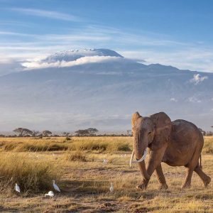 african-elephant-in-amboseli-national-park-with-kilimanjaro-in-the-background-AdobeStock_251313330