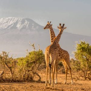 African landscape with giraffes and Kiimanjaro, Selenkay, Amboseli, Kenya