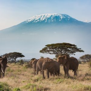 amboseli-kilimanjaro-elephants-kenya